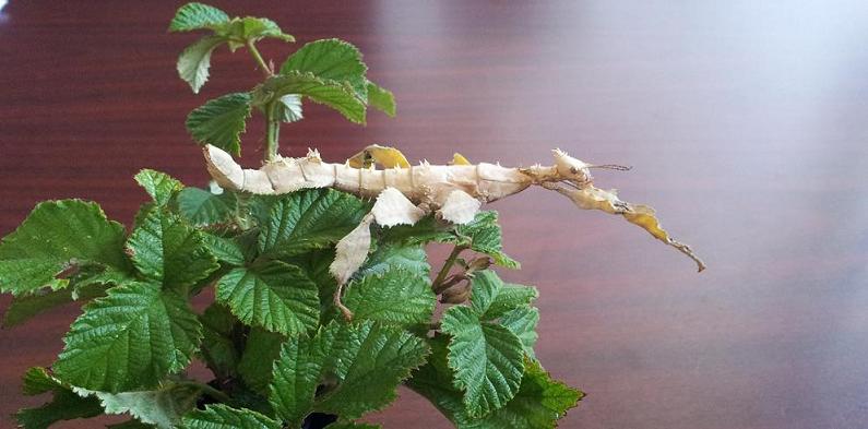 Gli Extatosoma tiaratum, gli insetti che si muovono come foglie al vento.